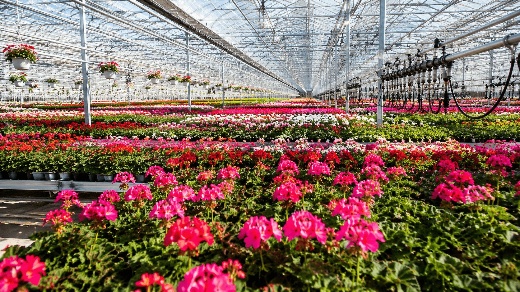 Syngenta Flowers Forms Joint Venture with Dümmen Orange